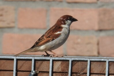 Bijzondere mus op de Veluwe