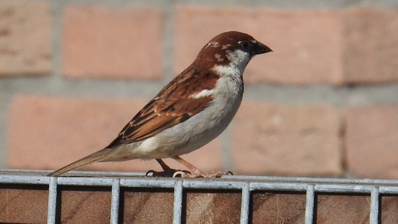 Bijzondere mus op de Veluwe