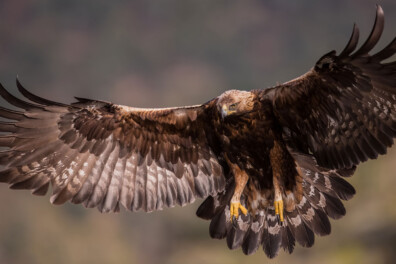 Wat een vraag: wordt de steenarend een broedvogel in Nederland?