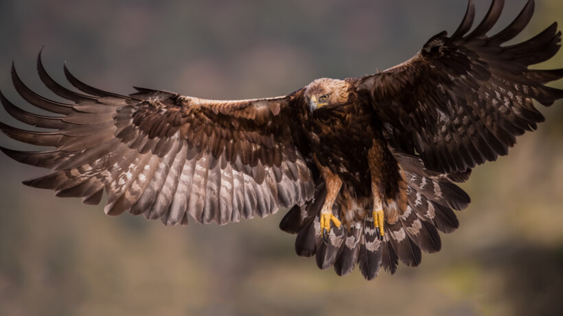 Wat een vraag: wordt de steenarend een broedvogel in Nederland?