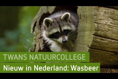 Maak een fluit van fluitenkruid