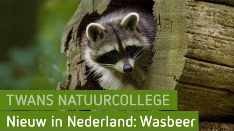 Maak een fluit van fluitenkruid