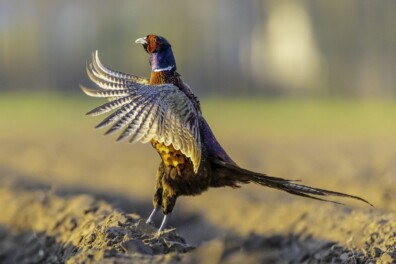 Hotspots van de fazant