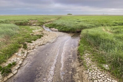 Nieuw natuurommetje: wandelen over de kwelders bij Holwerd