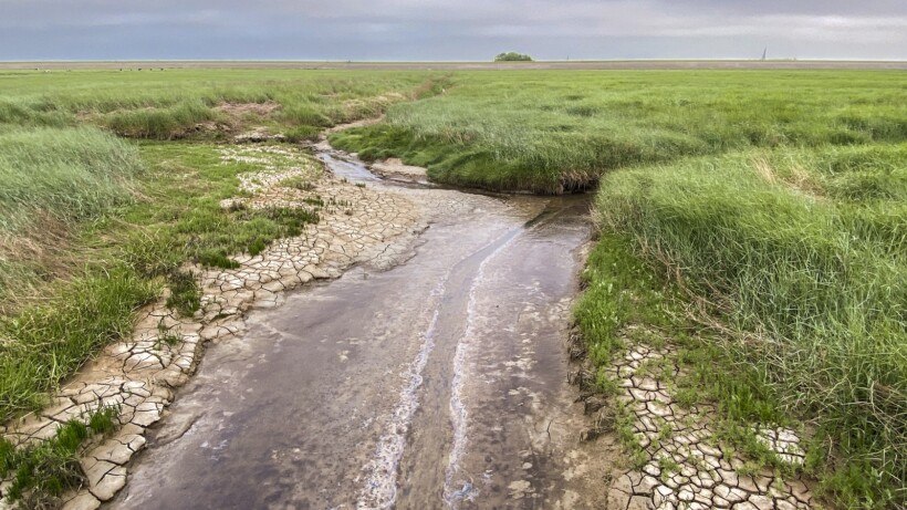 Nieuw natuurommetje: wandelen over de kwelders bij Holwerd