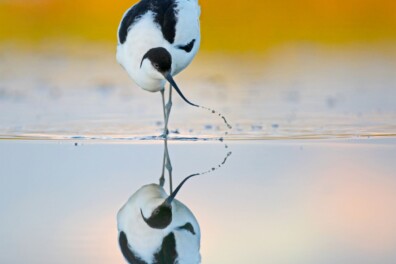 Roots-wedstrijd Foto van de Maand