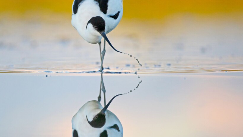 Roots-wedstrijd Foto van de Maand