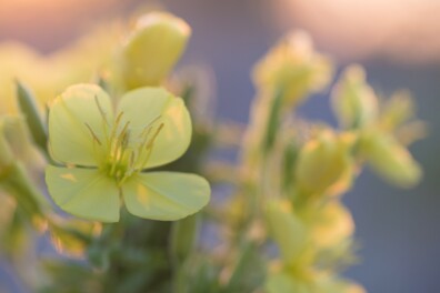 Wat een vraag: bloeit de teunisbloem ’s nachts?