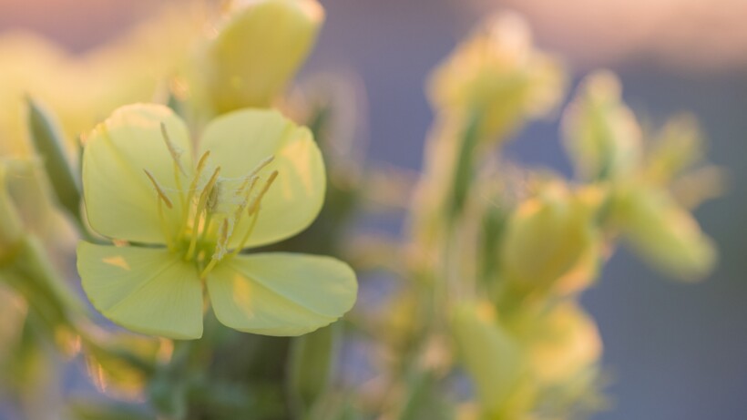 Wat een vraag: bloeit de teunisbloem ’s nachts?