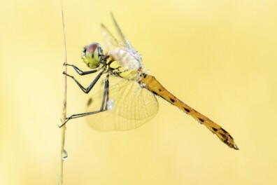 Woldlakebos: wandelen door een libellenoase