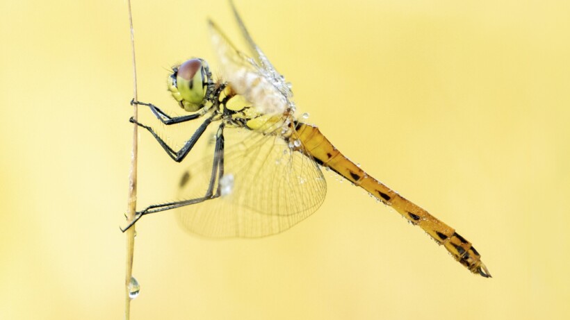 Woldlakebos: wandelen door een libellenoase