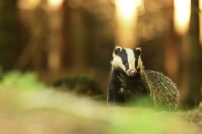 Fotohutten in de Lage Landen: Dassen in het donker