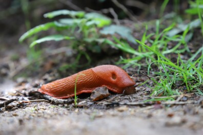 Wat een vraag: waarom heeft een naaktslak een gaatje bij zijn kop?