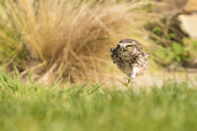 Geselecteerd: de 10 beste natuurfoto’s met humor