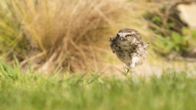 Geselecteerd: de 10 beste natuurfoto’s met humor