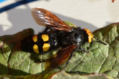 Reuzendolkwesp in de tuin: grootste wesp van Europa
