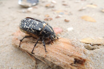Wat een vraag: welke kever liep hier in de duinen?