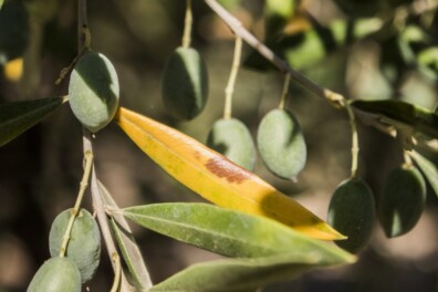 Xylella: dit moet je weten over deze desastreuze plantenziekte