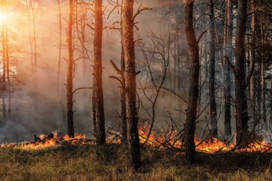 Bosbranden in Nederland: gevaarlijk of goed voor de natuur?