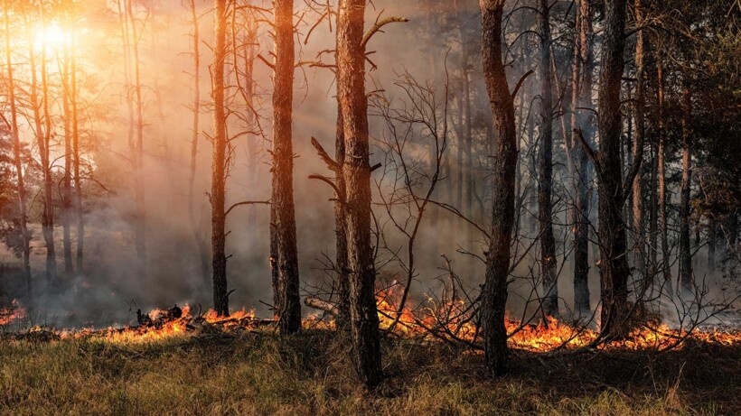 Bosbranden in Nederland: gevaarlijk of goed voor de natuur?