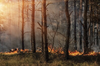 Bosbranden in Nederland: gevaarlijk of goed voor de natuur?