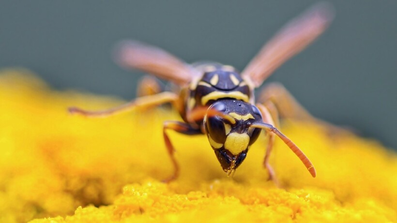 Worden wespen aangetrokken door zoete parfum?