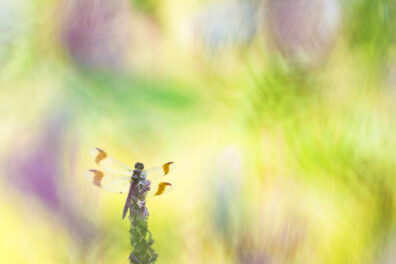 Handige tips van Edwin Giesbers: libellen fotograferen