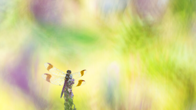 Handige tips van Edwin Giesbers: libellen fotograferen