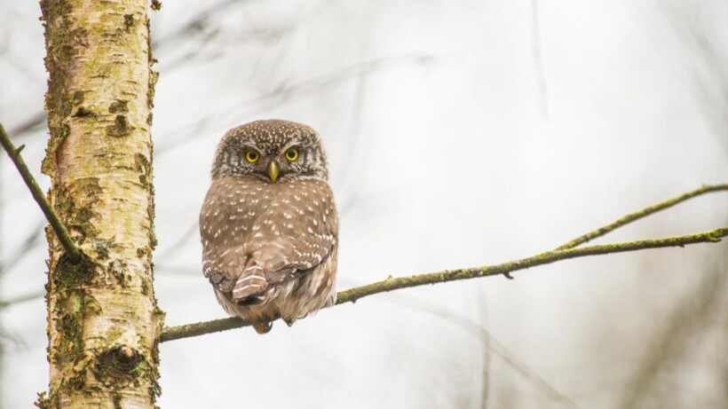 De bossen in Wallonië: uilenmekka in het najaar
