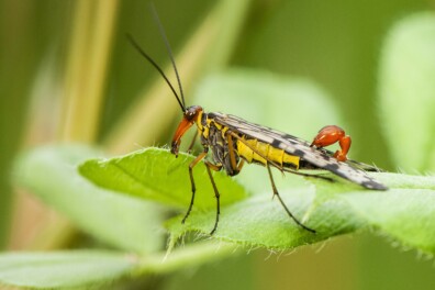 Wat een vraag: kan een schorpioenvlieg steken?