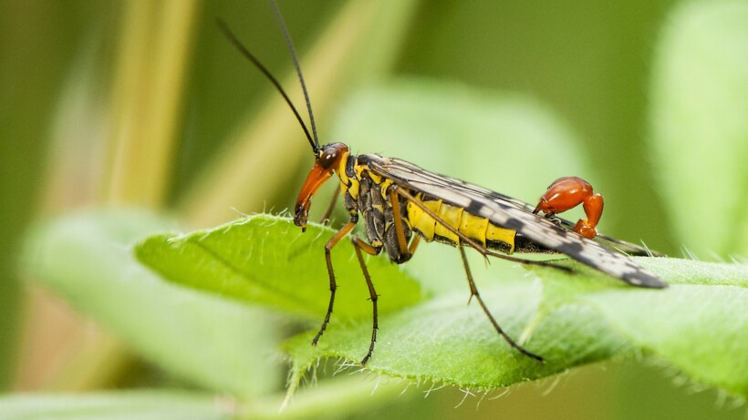 Wat een vraag: kan een schorpioenvlieg steken?