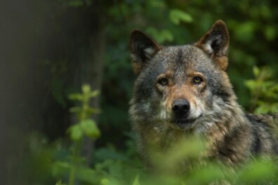 Speuren naar wolven op de Veluwe – met een wolvendeskundige