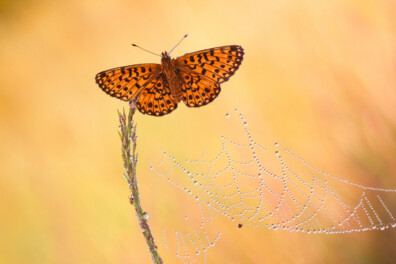 Nu te zien, de bijzondere zilveren maan