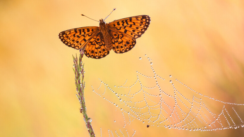 Nu te zien, de bijzondere zilveren maan