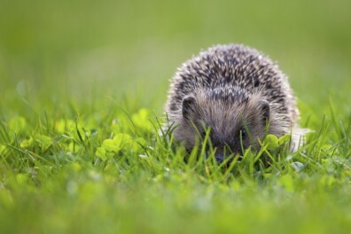 Zie je een egel in je tuin? Meld het, want het is het Egelweekend