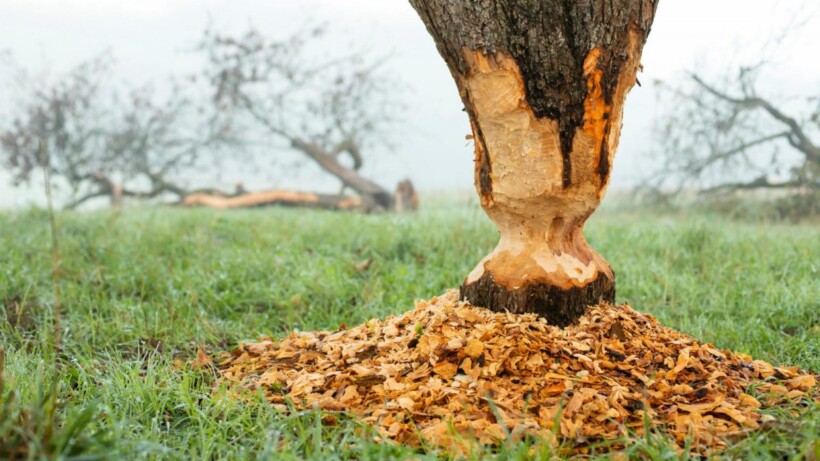 De kwestie: doet de bever het té goed in Nederland?