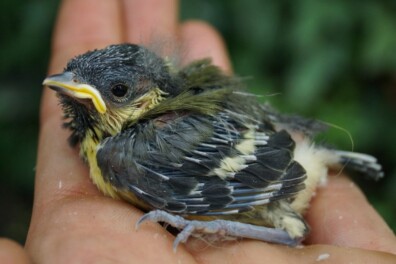 EHBO voor vogels (2): zo help je een gevonden vogeltje