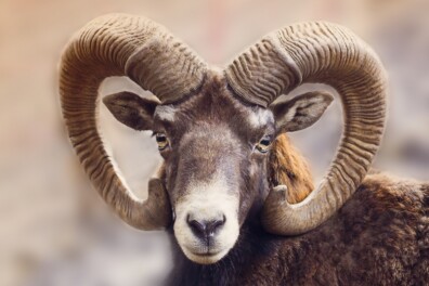 Wat een vraag: waarom hebben herten en schapen horizontale pupillen?