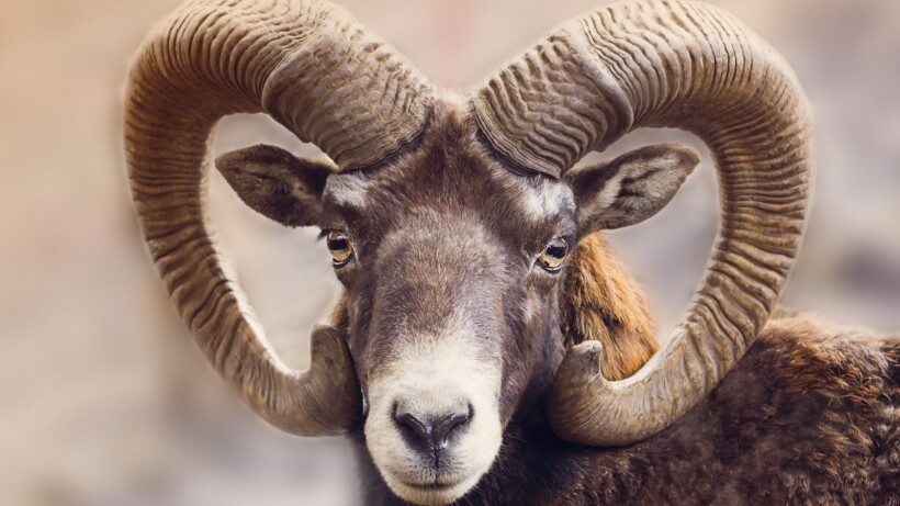 Wat een vraag: waarom hebben herten en schapen horizontale pupillen?