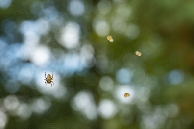 De kruisspin in 4 fascinerende weetjes
