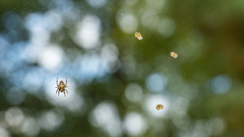 De kruisspin in 4 fascinerende weetjes