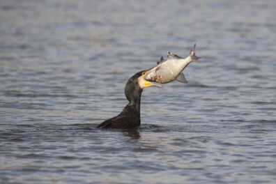 De kwestie: is de aalscholver een schadelijke veelvraat?