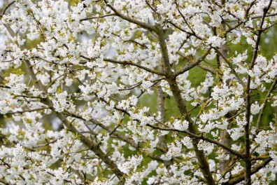Bloesem aan fruitbomen in het najaar, hoe kan dat?