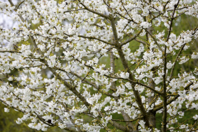 Bloesem aan fruitbomen in het najaar, hoe kan dat?