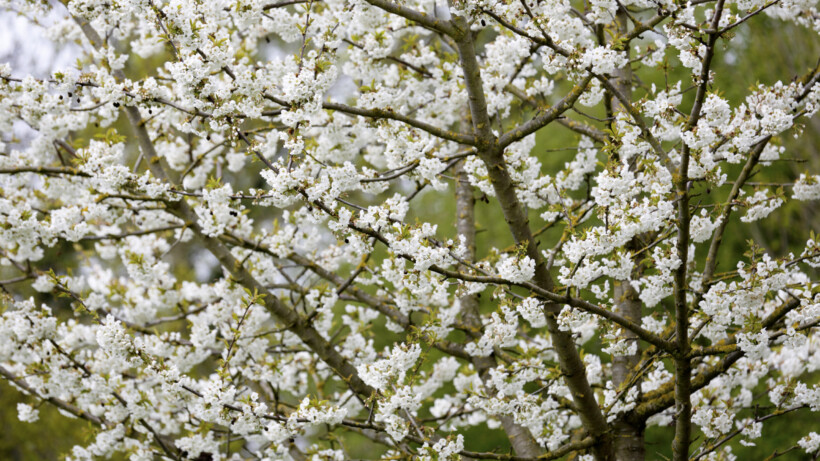 Bloesem aan fruitbomen in het najaar, hoe kan dat?