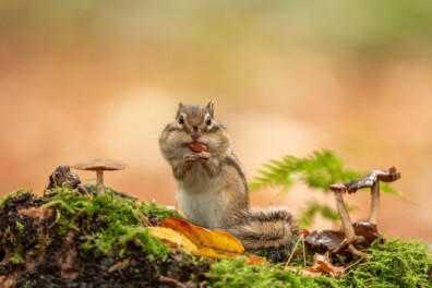 Exotische eekhoorns in Nederland krijgen het moeilijk