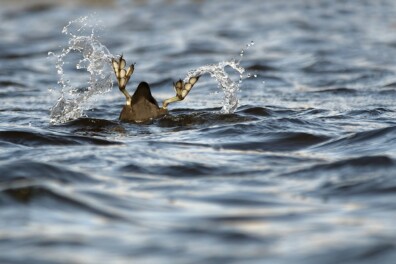 Wat een vraag: waarom heeft de meerkoet zulke bijzondere poten?