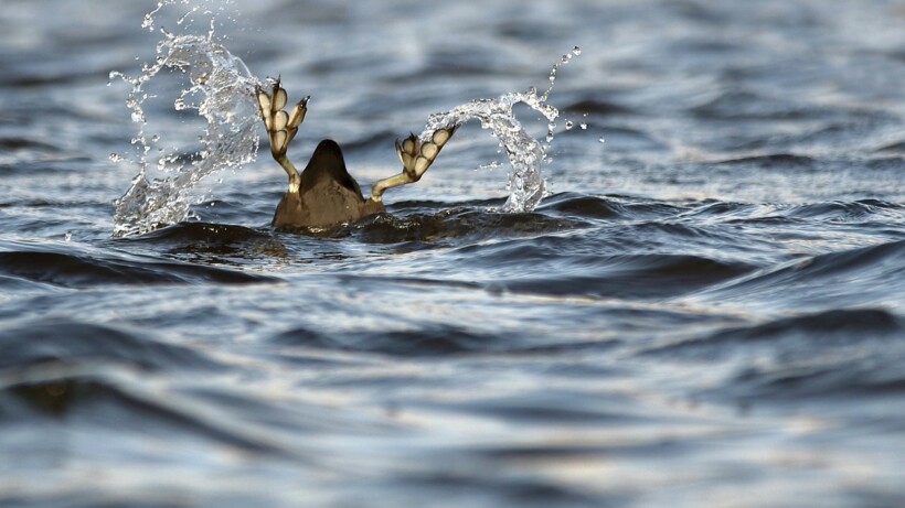 Wat een vraag: waarom heeft de meerkoet zulke bijzondere poten?