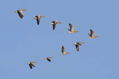 Waarom vliegen ganzen in een ‘V’?