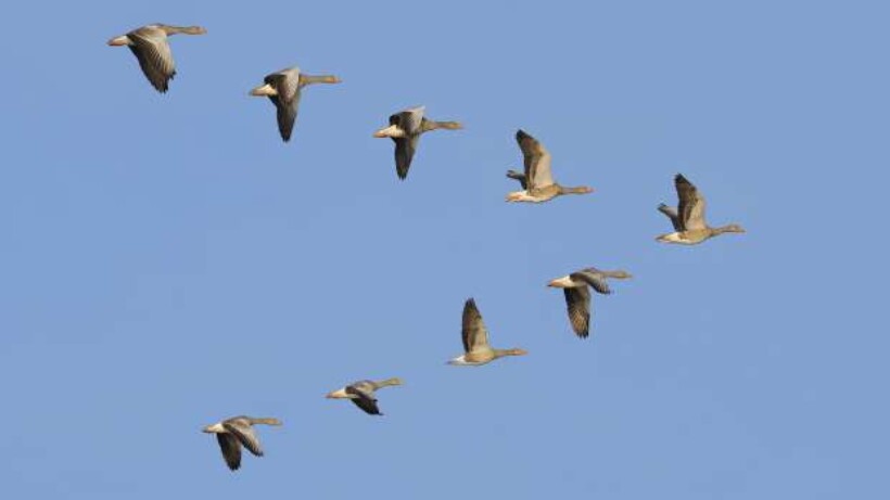 Waarom vliegen ganzen in een ‘V’?